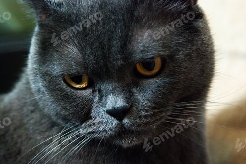 Preview: a gray cat of British or Scottish breed lies on the bed