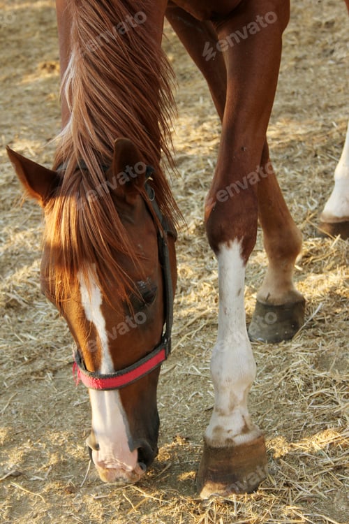 Preview: Horse