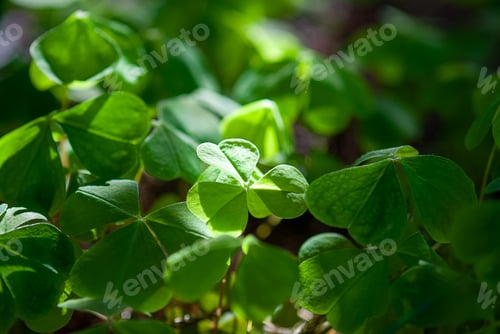 Preview: Oxalis acetosella growing in the forest , shadow and light