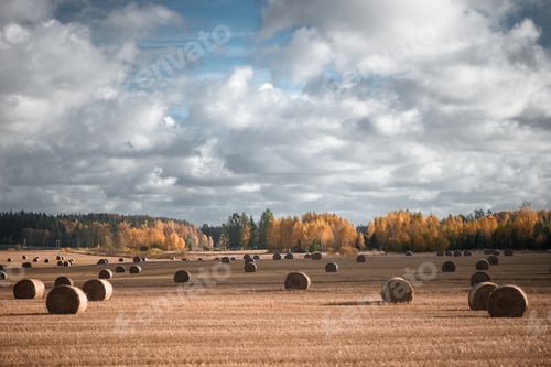 Preview: Hay bale. Agriculture field with sky. Rural nature in the farm land.