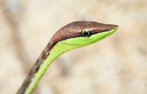 Preview: Brown Vine Snake Up Close in Costa Rica