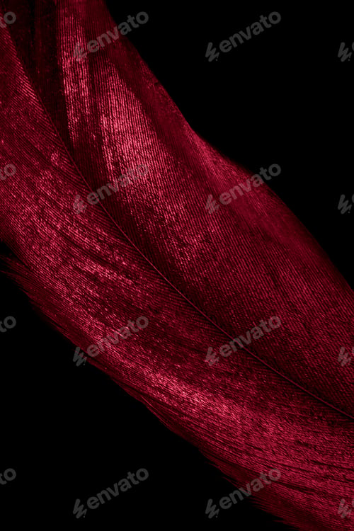 Preview: red rooster feathers on black isolated background