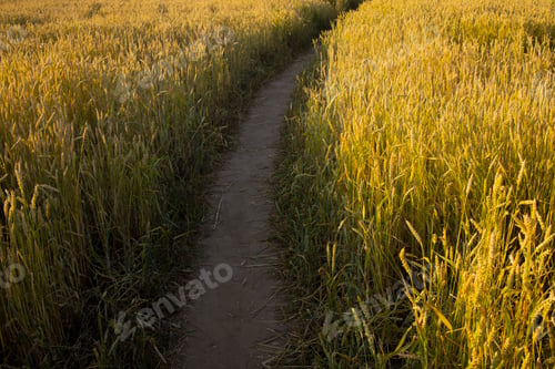 Preview: Wheat, rye field. Ears of golden wheat, rye close-up. Rural landscapes under sunlight.