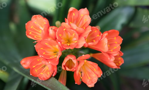 Preview: Beautiful Colorful Orchid In A Botanic Garden