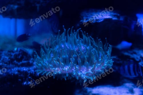 Preview: coral under water in aquarium with blue lighting