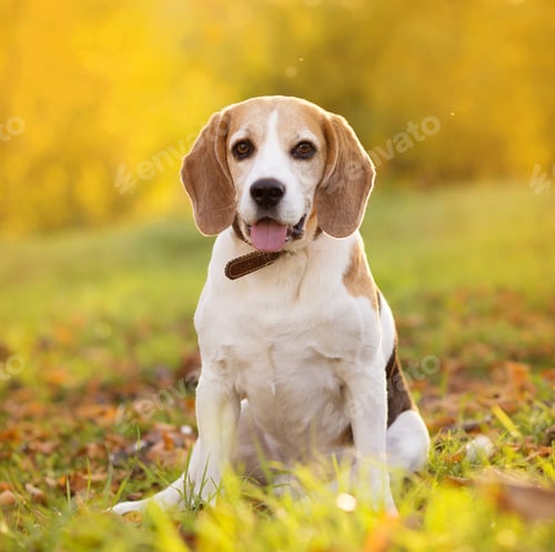 Preview: Beautiful dog