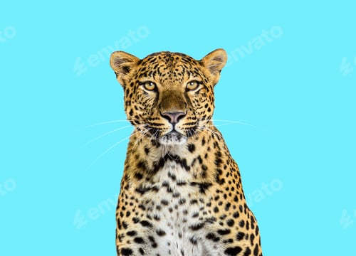 Preview: Head shot, portrait of a Spotted leopard facing at the camera on blue