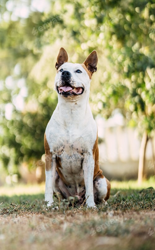 Preview: Vertical portrait of a dog sitting with an attentive expression outdoors