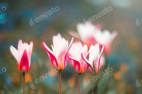 Preview: Pastel Tulips Blooming in Soft, Natural Light