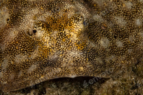 Preview: Underwater view of a yellow stingray, close up of face, Eleuthera, Bahamas