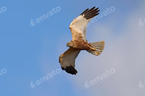 Preview: Western marsh harrier (Circus aeruginosus)