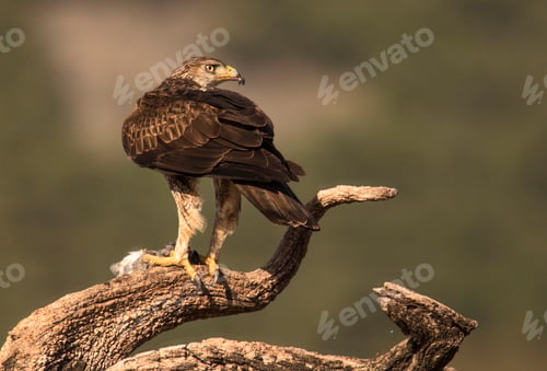 Preview: Furious wild eagle