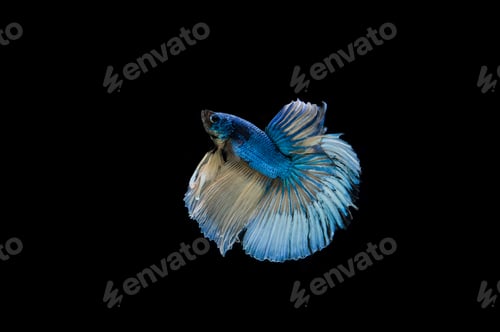 Preview: Beautiful colorful of siamese betta fish