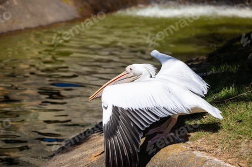 Preview: White Pelican in the park