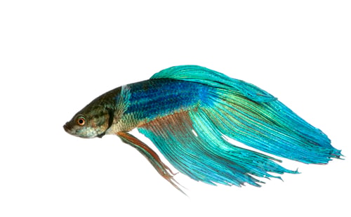 Preview: Siamese fighting fish