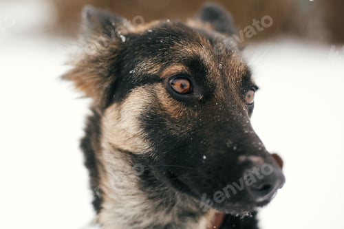 Preview: Person caressing cute scared puppy with sad eyes in snowy winter park