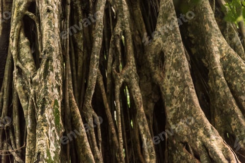 Preview: the texture of root