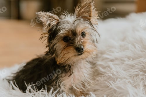 Preview: Yorkshire Terrier dog sitting on a fluffy blanket in Pennsylvania