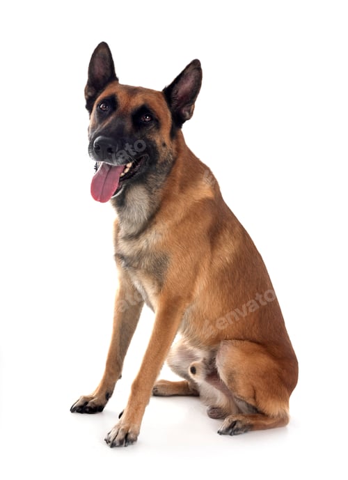 Preview: malinois in studio