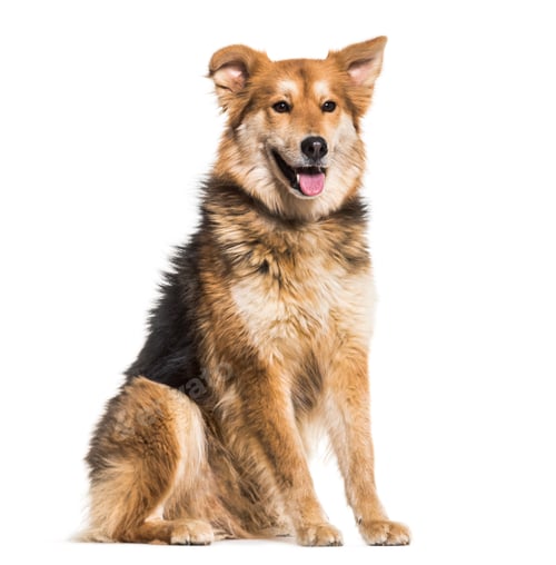 Preview: Mixed-breed dog, 8 years old, sitting against white background