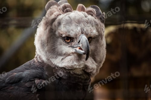 Preview: Closeup shot of a harpy eagle on blurred background
