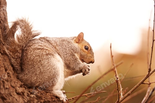 Preview: Enjoying a nut
