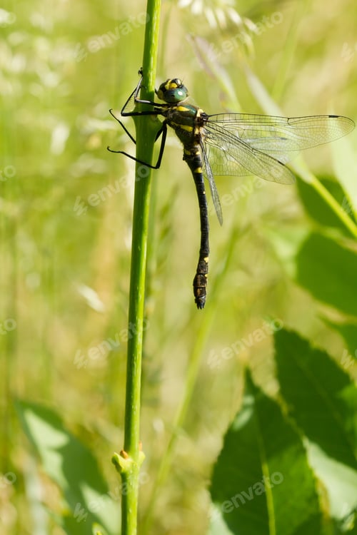 Preview: Vertical shot of a Macromia splendens dragonfly outdoors