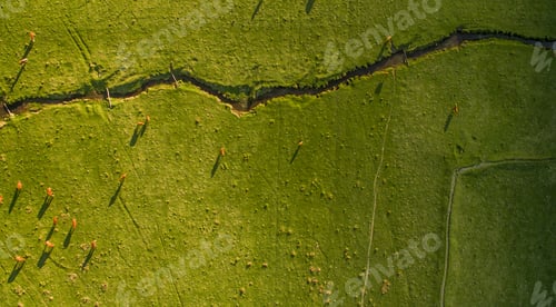Preview: Argentine Chilean Patagonian landscape with freely grazing cows. Aerial wiew of group of cows in