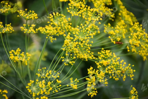 Vista previa: Flowering dill in a backyard garden
