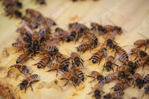 Preview: Bees - family of bees that enter and exit the hive