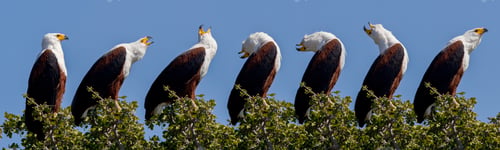 Preview: African Fish Eagle - Botswana
