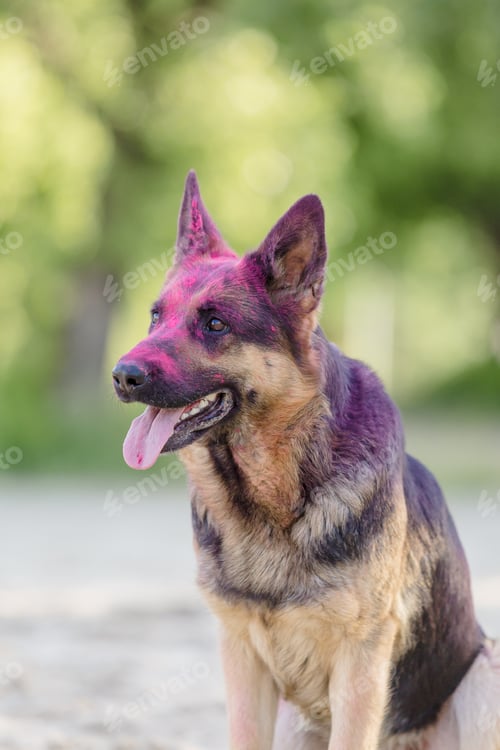 Preview: German shepherd dog playing on the beach with pink holi colors. Holi festival. Dog holi photo.