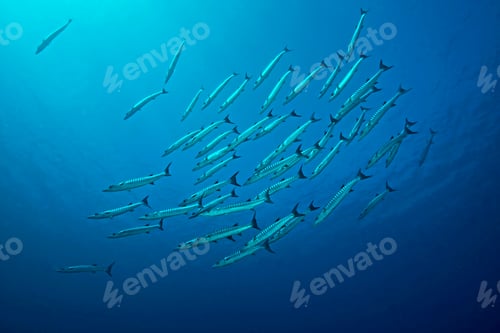 Preview: School of barracuda view underwater