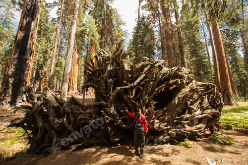 Preview: Man In Sequoia National Park In California, Usa