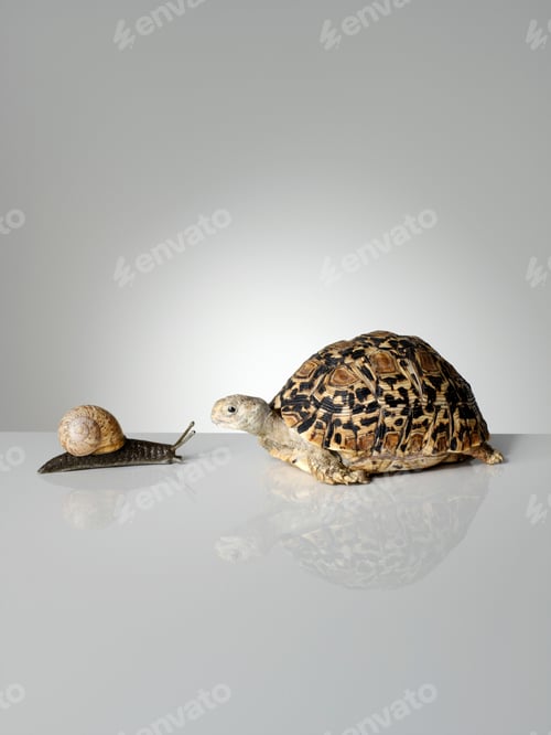 Preview: Snail and tortoise on white background