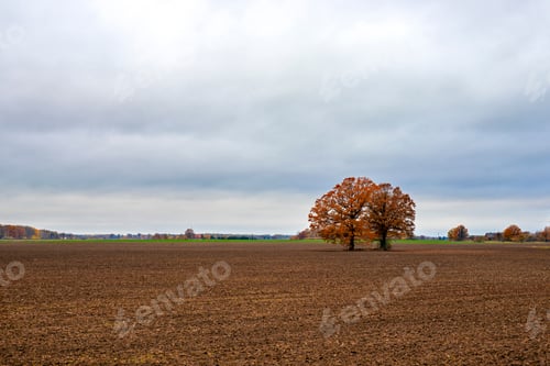 Preview: field