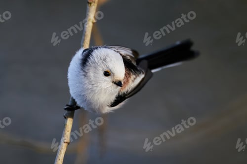 Preview: Long-tailed tit (Aegithalos caudatus)