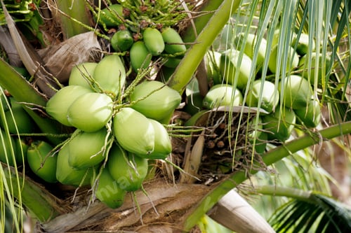 Preview: Aromatic Young Coconut tree farm. tropical green coconut fruit growth in Thailand.