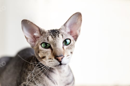 Preview: Oriental cat
