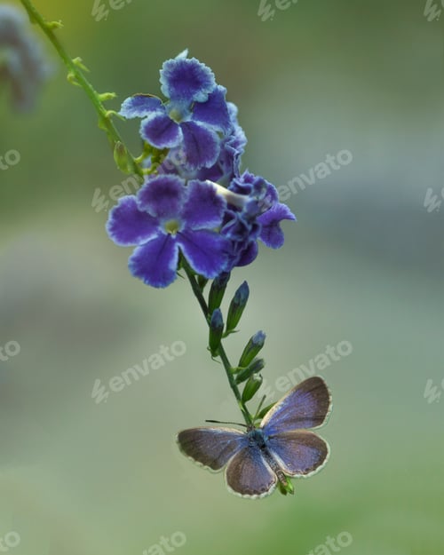 Preview: Purple Butterfly Sitting on a Flower
