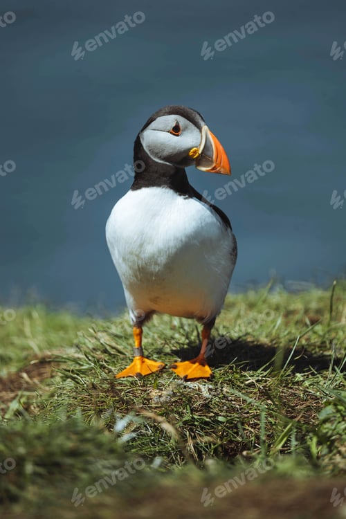 Preview: Atlantic Puffin close up