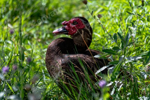 Preview: Selective focus shot of a turkey captured in the middle of a grass-covered field