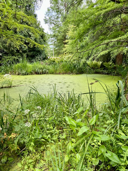 Preview: The surface of the pond covered with duckweed and lily pads.