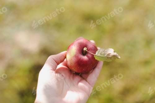 Preview: hand holding fresh ripe red apple. Fruit without chemical spraying. Autumn day. Rural garden