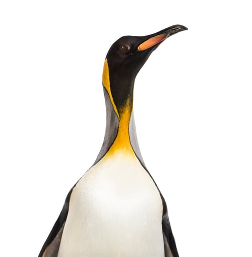 Preview: Close-up of a head of a king penguin, isolated on white
