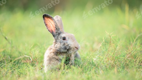 Preview: Little rabbit on green grass with background of natural in summer day at during the sunset.