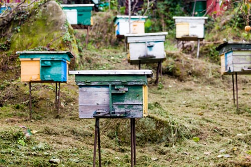 Preview: beehives in the middle of a meadow. Hives of bees in the apiary,