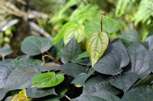 Preview: Piperaceae Piper Nigrum Black Pepper Plant Used For Producing Spices Covering Gound