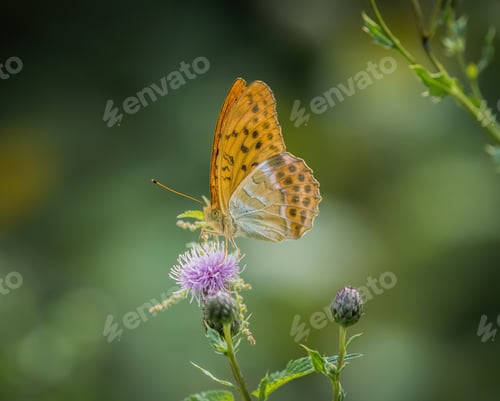 Preview: Closeup shot of an orange spotted comma butterfly on a purple thistle flower