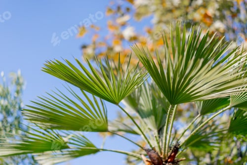 Preview: Close-up shot of leaves of a tropical palm tree branch blue sky and exotic trees